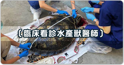 臨床看診水產獸醫師